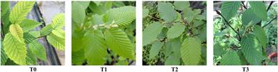 Responses of the growth, photosynthetic characteristics, endogenous hormones and antioxidant activity of Carpinus betulus L. seedlings to different light intensities